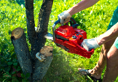 Chainsaw Cutting Tree - Tree Removal in Tugun, QLD